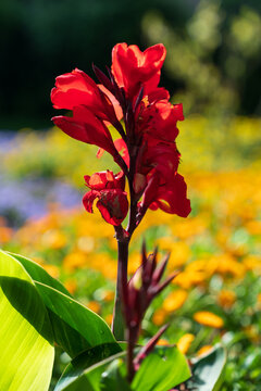 red and yellow