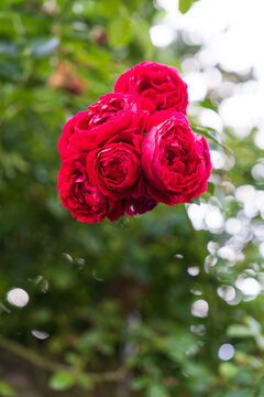 red rose with water drops