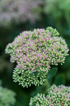 close up of a flower