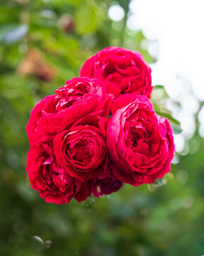 pink roses in garden