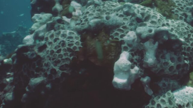 A coral reef with different shapes and textures seen underwater. The clear water allows visibility of the reef and the marine life around it.