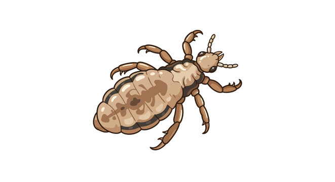 Detailed head louse vector illustration, brown parasitic insect and human hair parasite concept