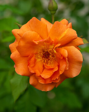 orange flower in the garden