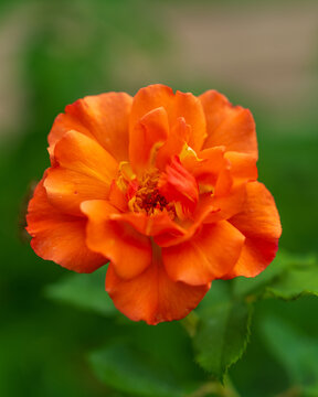 orange flower in the garden