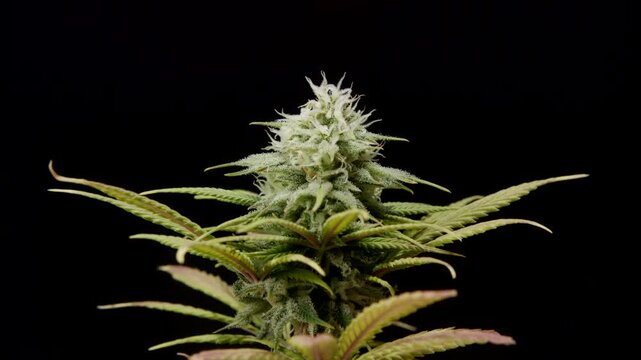 CBD THC bud cannabis plant flower trichomes pistils macro medical marijuana pot