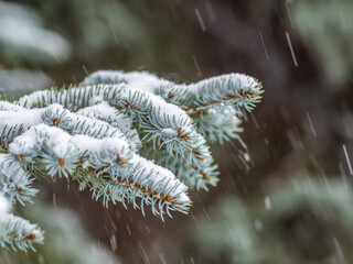 Green fir branches in winter covered with snow © Dmitrii Potashkin