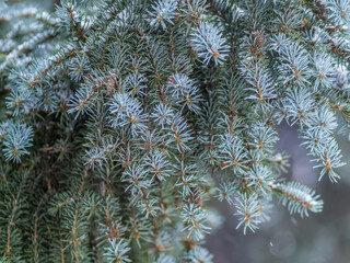 Green fir branches in winter covered with snow © Dmitrii Potashkin