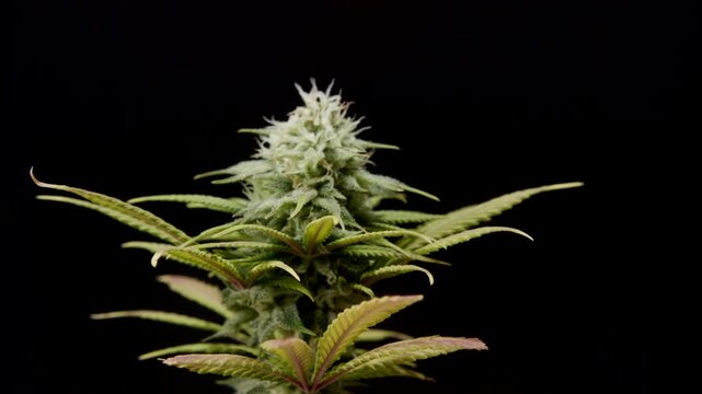 CBD THC bud cannabis plant flower trichomes pistils macro medical marijuana pot