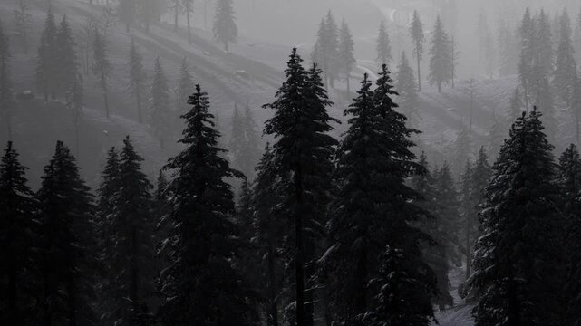 Trees covered in snow stand tall in a foggy mountain area. The scene is quiet and still, showing the beauty of winter. The landscape is dark and mysterious, capturing a chilly atmosphere.