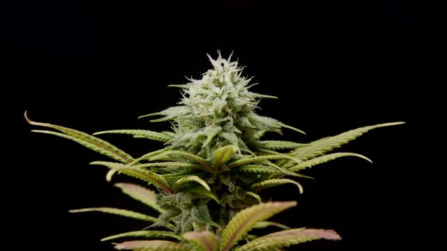 CBD THC bud cannabis plant flower trichomes pistils macro medical marijuana pot