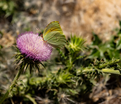 Leaf butterfly Croatia