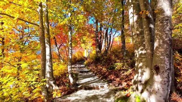秋の空気神社【山形県朝日町】参道の紅葉風景