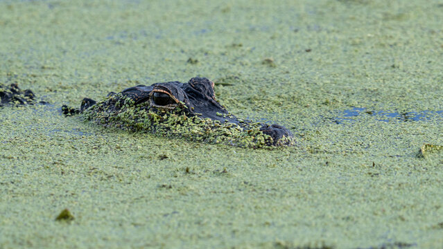 American Alligator Camouflaged in Duckweed-Covered Wetland