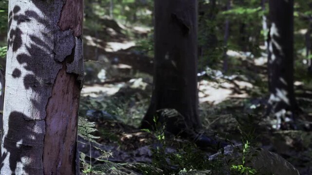 Trees stand tall in a forest, with their bark showing signs of age. Ferns grow on the ground, and sunlight filters through the leaves creating shadows.