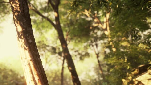 Sunlight breaks through the leaves of tall trees in a forest. The scene shows dense greenery and shadows on the ground. It is morning, and the atmosphere is bright and fresh.