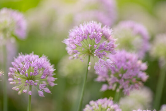 Purple Allium Flowers at Windmill Park in Holland, Michigan in Summertime