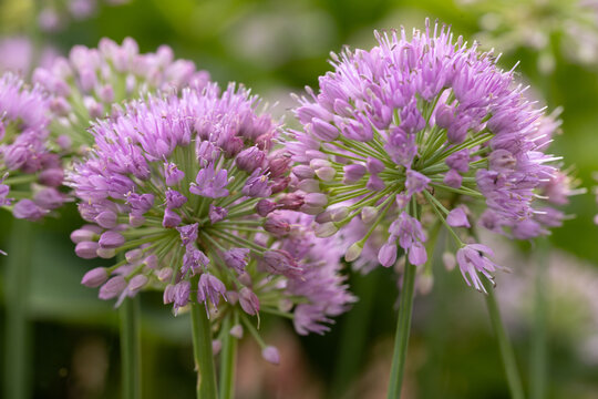 Purple Allium Flowers at Windmill Park in Holland, Michigan