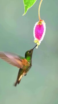Green hummingbird hovering and feeding on a vibrant pink flower in nature.