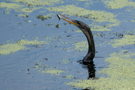 Anhinga Holding Small Fish at Tip of Beak in Florida Wetland