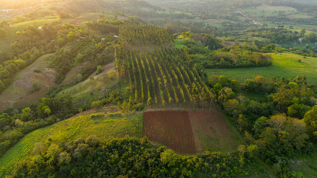 Aerial view of rows of trees and agricultural fields with red soil in the rolling hills of the countryside during golden hour in Nueva Alborada, Itapua Department, Paraguay.
