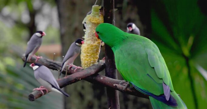 Eclectus parrot and Java sparrows feeding on corn cob. Birds perched on wooden branches in tropical outdoor environment. Natural wildlife behavior, bird sanctuary background, nobody.