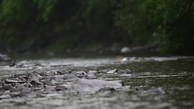 Rain flowing stream woodland isolated subject bokeh background video, of dark moody candid flowing stream while is raining, authentic cinematic composition, shallow depth of field