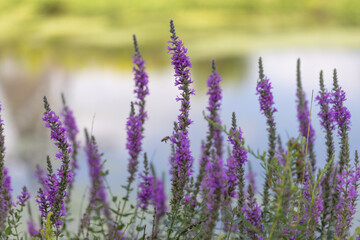 Obraz premium Purple Loosestrife Flowers Bloom by the Water at Windmill Park in Holland, Michigan During Summertime