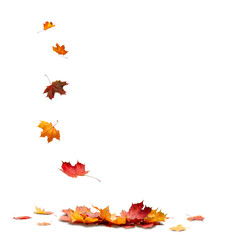 Autumn orange  leaves falling down Isolated on white transparent  background © Aleksandr Matveev