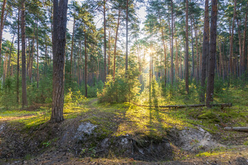 Peaceful forest with sunlight filtering through pine trees © Sergei