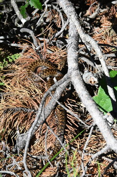 Vipera berus (Kreuzotter)