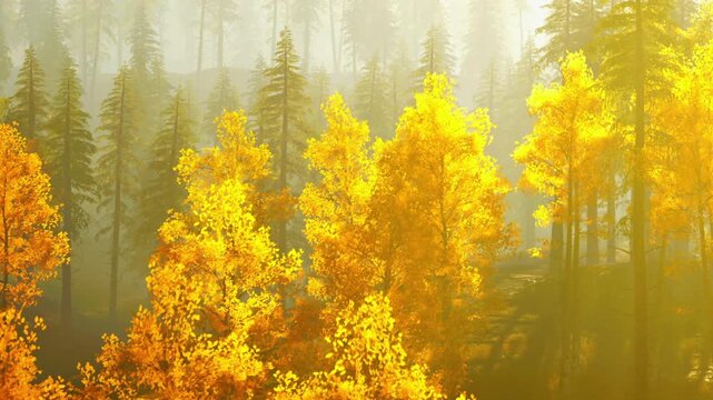 A group of trees with yellow leaves stands in a foggy forest. The mist covers the background. This scene takes place during autumn in a natural setting.