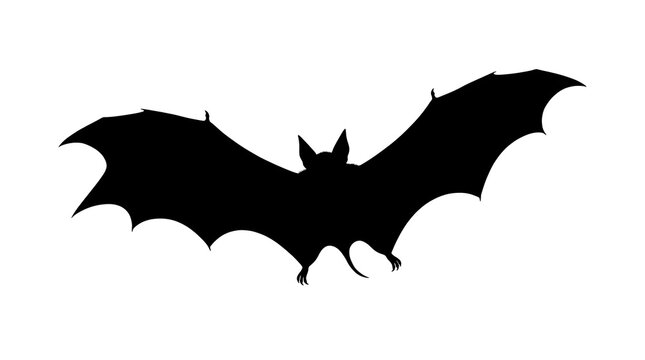 bat and bats