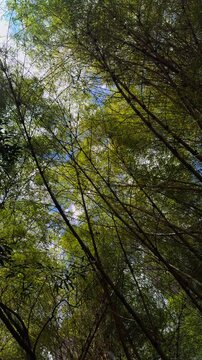 Slow upward-facing nadir pan through a dense tropical guadua bamboo forest, showing tall slender bamboo stems, abundant green foliage and interwoven branches against patches of blue daytime sky
