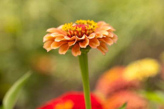 Colorful Zinnia Flowers Bloom in Windmill Park, Holland, Michigan During the Summer Season