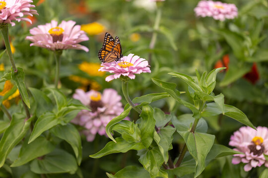 Colorful Zinnia Flowers Bloom at Windmill Park in Holland, Michigan During the Summer Season With Butterflies Visiting