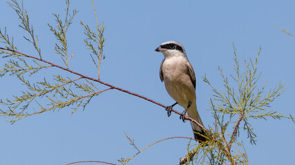 Lesser Grey Shrike on branch © Mehmet