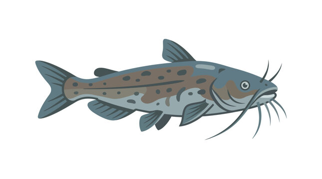 Spotted catfish illustration with detailed fins and barbels white background