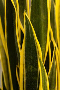 Variegated Snake Plant Growing at Windmill Park in Holland, Michigan During a Sunny Day
