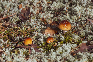 Fototapeta premium Wild brown mushrooms growing among reindeer lichen, moss and fallen leaves on a sunlit forest floor