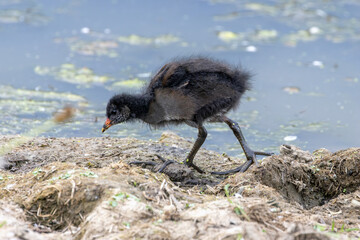 Obraz premium Moorhen chick foraging on a muddy bank