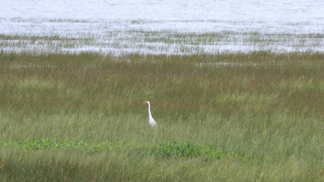 Grande Aigrette, Ardea alba, sur le fleuve Saint-Laurent, Qu&eacute;bec, Canada.