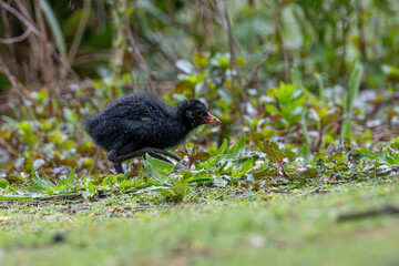 Obraz premium Moorhen chick among wet vegetation