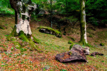 Fototapeta premium Mist in beech forest with stream and autumn leaves floor in Gorbea Natural Park Orozko Basque Country Spain landscape scenic view