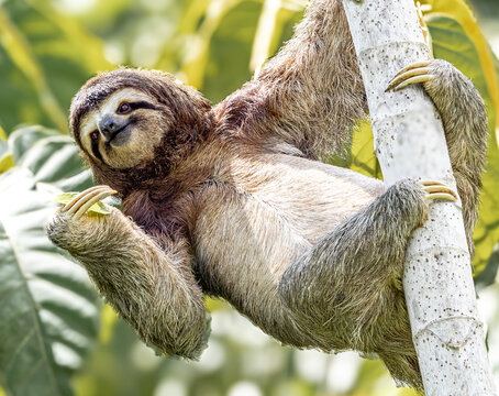 Sloth is happy