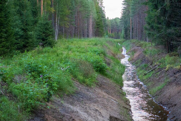 Forest drainage ditch filled with water running through dense coniferous woodland © Edijs