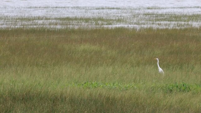 Grande Aigrette, Ardea alba, sur le fleuve Saint-Laurent, Qu&eacute;bec, Canada.