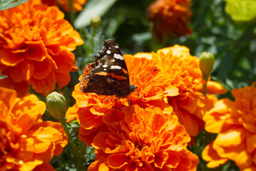 Red admiral butterfly (Vanessa Atalanta) perched on a orange flower in Zurich, Switzerland © Janine