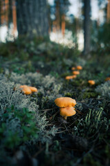 Wild chanterelle mushrooms growing among pale lichen and pine needles on the floor of a coniferous forest © Edijs