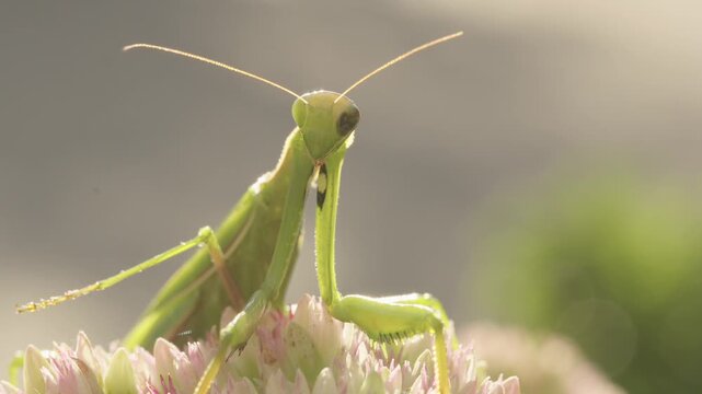 The praying mantis turns its head