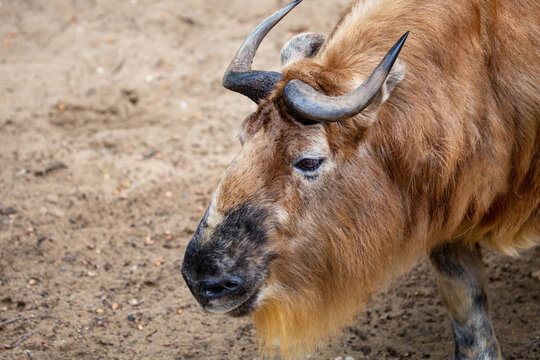 A Sichuan takin with beautiful pitchfork horns on a bright sunny day. Wildlife, mammals, predators.